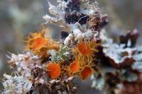 Teloschistes chrysophthalmos