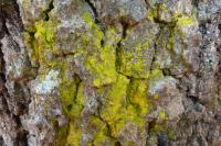 Chrysothrix candelaris