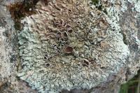 Xanthoparmelia conspersa