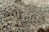 Lecanora gangaleoides