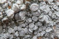 Ochrolechia parella