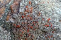 Blastenia crenularia