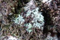 Normandina pulchella