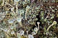 Cladonia fimbriata