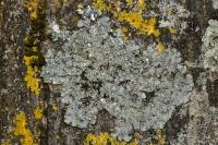 Punctelia borreri