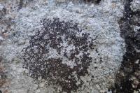 Lecanora campestris