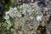 Cladonia pocillum