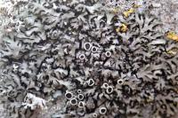 Phaeophyscia orbicularis