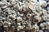 Arthonia apotheciorum