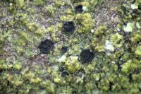 Catillaria nigroclavata