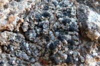 Toniniopsis aromatica