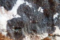 Verrucaria nigrescens