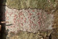 Coniocarpon cinnabarinum