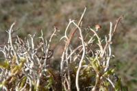 Cladonia furcata subsp. furcata