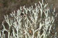 Cladonia rangiformis