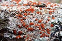 Blastenia ferruginea