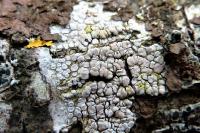 Glaucomaria carpinea