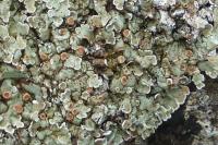 Squamarina cartilaginea