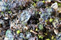 Placidium squamulosum