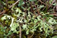 Cladonia foliacea