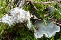 Peltigera canina