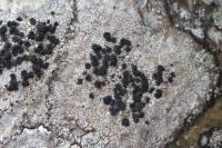 Buellia saxorum