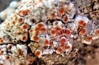 Kuettlingeria erythrocarpa