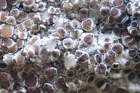 Muellerella lichenicola