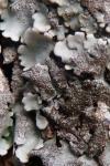 Parmelina tiliacea