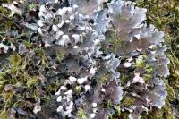Peltigera praetextata