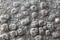 Pertusaria pertusa