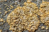 Calogaya decipiens