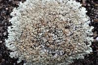 Protoparmeliopsis muralis