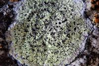 Rhizocarpon geographicum