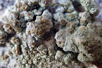 Lecanora sulphurea