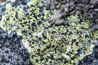 Rhizocarpon geographicum