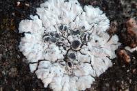 Solenopsora candicans