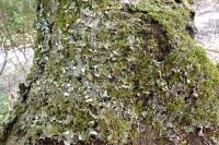 Peltigera praetextata