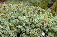 Cladonia parasitica