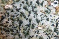 Alyxoria lichenoides