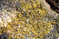 Candelariella vitellina