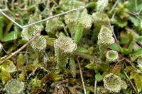 Cladonia chlorophaea