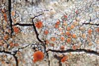 Gyalolechia flavorubescens