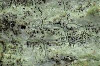 Enterographa crassa