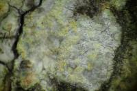 Dendrographa decolorans