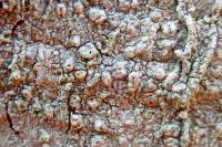 Pertusaria pertusa
