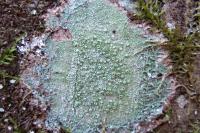 Pertusaria hymenea