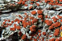 Blastenia ferruginea