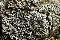 Phaeophyscia chloantha