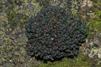 Enchylium tenax